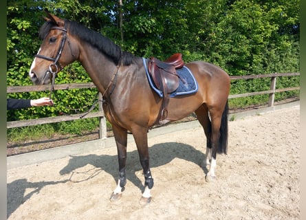 Caballo de deporte alemán, Yegua, 10 años, 169 cm, Castaño