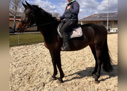 Caballo de deporte alemán, Yegua, 10 años, 170 cm, Castaño oscuro