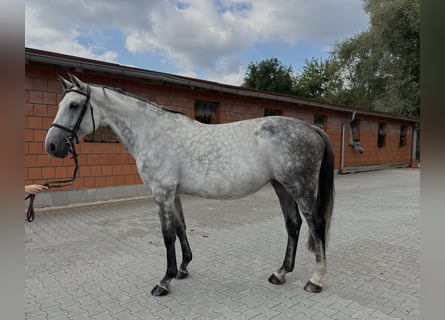 Caballo de deporte alemán, Yegua, 10 años, 170 cm, Tordo rodado