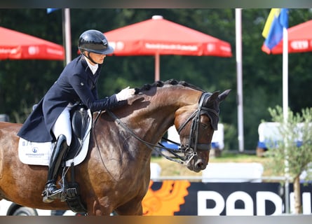 Caballo de deporte alemán, Yegua, 10 años, 175 cm, Castaño oscuro