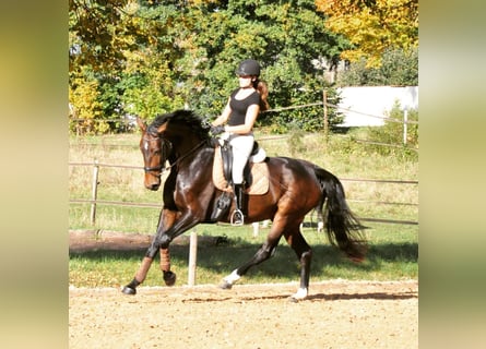 Caballo de deporte alemán, Yegua, 10 años, 175 cm, Castaño oscuro