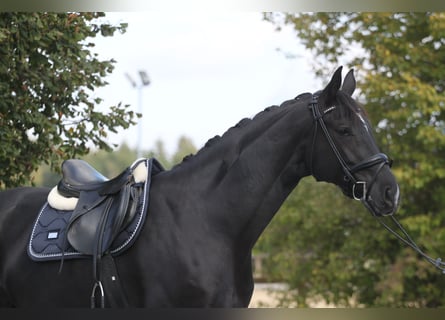 Caballo de deporte alemán, Yegua, 10 años, 177 cm, Negro