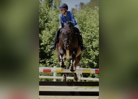 Caballo de deporte alemán, Yegua, 11 años, 165 cm, Negro