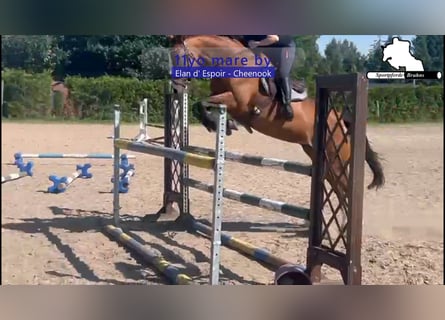 Caballo de deporte alemán, Yegua, 11 años, 167 cm, Castaño