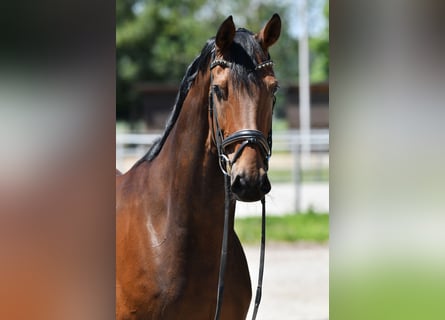 Caballo de deporte alemán, Yegua, 11 años, 168 cm, Castaño oscuro