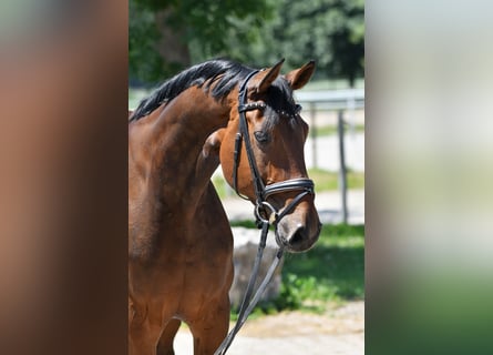 Caballo de deporte alemán, Yegua, 11 años, 168 cm, Castaño oscuro