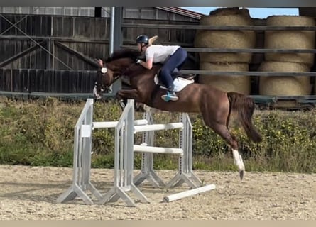 Caballo de deporte alemán, Yegua, 11 años, 172 cm, Alazán-tostado