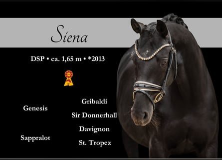 Caballo de deporte alemán, Yegua, 12 años, 165 cm, Negro