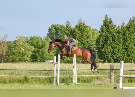 Caballo de deporte alemán, Yegua, 12 años, 166 cm, Castaño oscuro