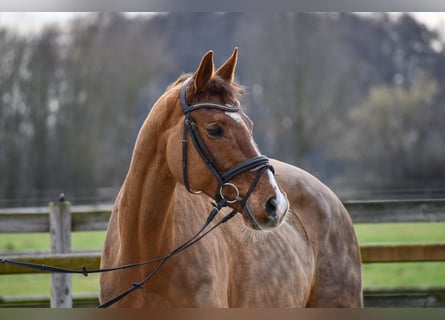 Caballo de deporte alemán, Yegua, 12 años, 171 cm, Alazán