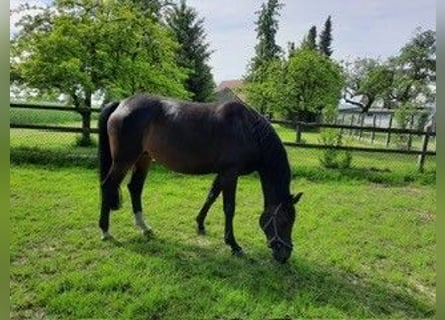 Caballo de deporte alemán, Yegua, 12 años, 171 cm, Castaño oscuro