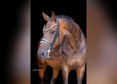 Caballo de deporte alemán, Yegua, 12 años, 172 cm, Castaño oscuro