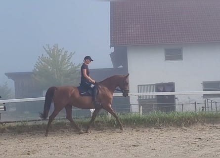 Caballo de deporte alemán, Yegua, 13 años, 170 cm, Alazán