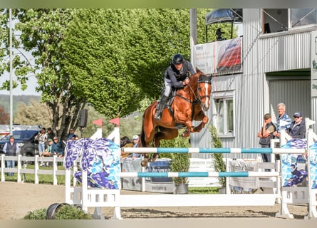 Caballo de deporte alemán, Yegua, 13 años, 171 cm, Alazán