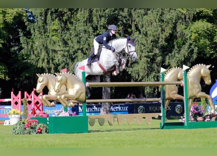 Caballo de deporte alemán, Yegua, 13 años, 174 cm, Tordo