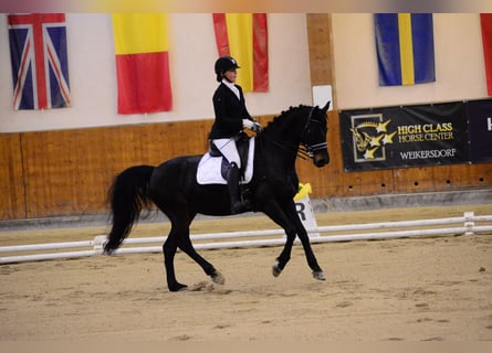 Caballo de deporte alemán, Yegua, 15 años, 165 cm, Morcillo