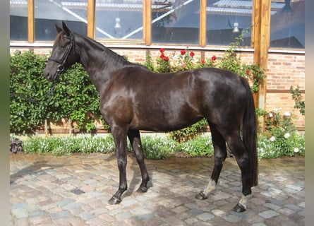 Caballo de deporte alemán, Yegua, 15 años, 170 cm, Negro