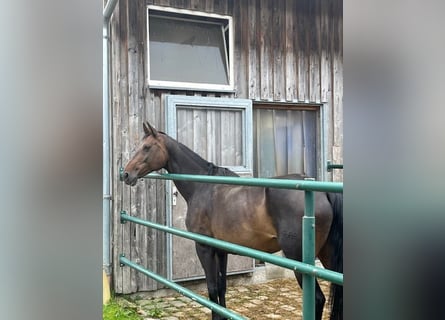 Caballo de deporte alemán, Yegua, 16 años, 150 cm, Castaño oscuro