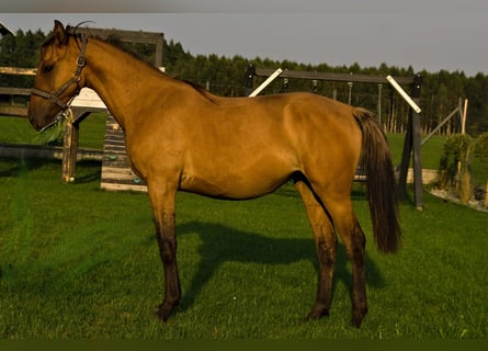 Caballo de deporte alemán, Yegua, 1 año, 150 cm, Red Dun/Cervuno