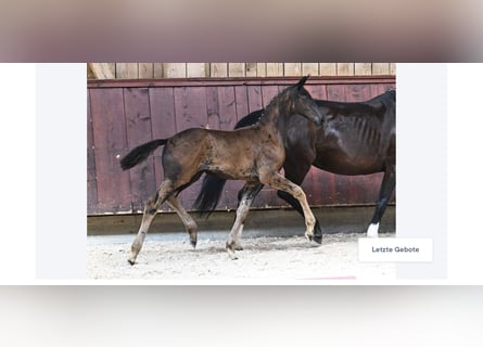 Caballo de deporte alemán, Yegua, 1 año, 165 cm, Negro