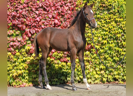 Caballo de deporte alemán, Yegua, 1 año, 169 cm, Castaño oscuro