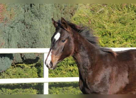 Caballo de deporte alemán, Yegua, 1 año, 169 cm, Castaño oscuro