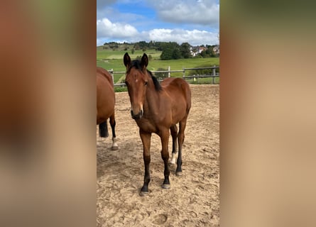 Caballo de deporte alemán, Yegua, 1 año, 170 cm, Castaño