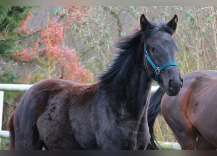 Caballo de deporte alemán, Yegua, 1 año, 170 cm, Negro