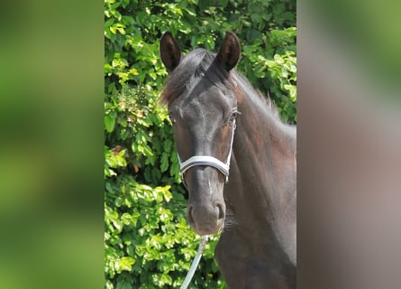 Caballo de deporte alemán, Yegua, 1 año, 172 cm, Negro