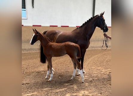 Caballo de deporte alemán, Yegua, 1 año, Alazán-tostado