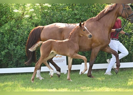 Caballo de deporte alemán, Yegua, 1 año, Alazán-tostado