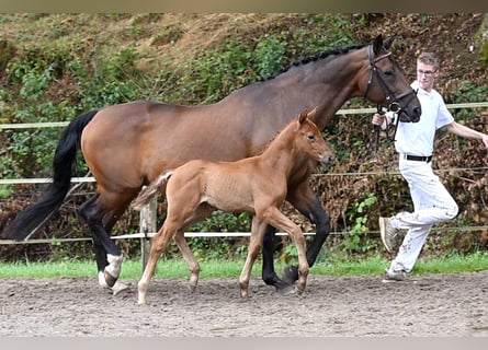 Caballo de deporte alemán, Yegua, 1 año, Castaño