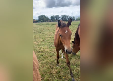 Caballo de deporte alemán, Yegua, 1 año, Castaño