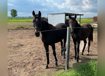 Caballo de deporte alemán, Yegua, 1 año, Castaño oscuro