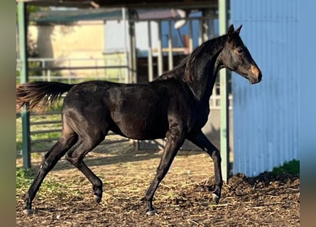 Caballo de deporte alemán, Yegua, 1 año, Castaño oscuro