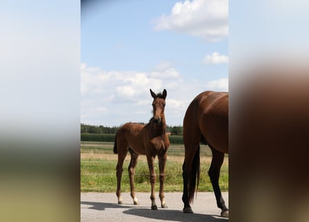 Caballo de deporte alemán, Yegua, 1 año, Castaño oscuro