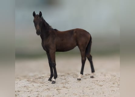 Caballo de deporte alemán, Yegua, 1 año, Castaño oscuro