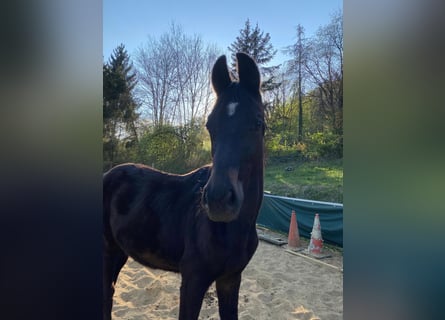 Caballo de deporte alemán, Yegua, 1 año, Castaño oscuro