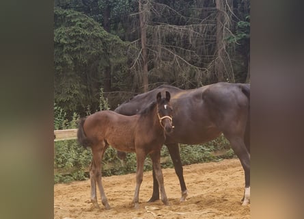 Caballo de deporte alemán, Yegua, 1 año, Castaño oscuro