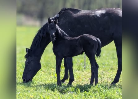 Caballo de deporte alemán, Yegua, 1 año, Negro