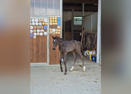 Caballo de deporte alemán, Yegua, 1 año, Negro