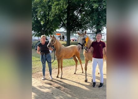 Caballo de deporte alemán, Yegua, 1 año, Palomino