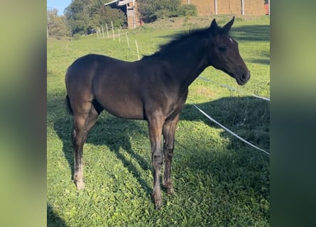 Caballo de deporte alemán, Yegua, 1 año, Tordo