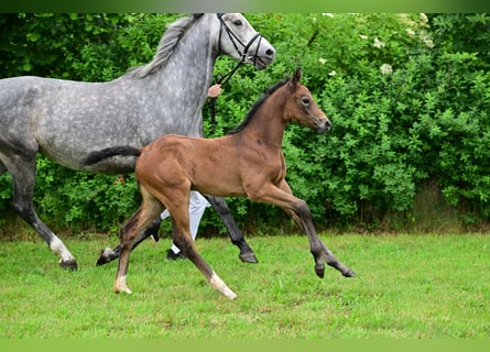 Caballo de deporte alemán, Yegua, 1 año, Tordo