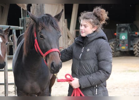 Caballo de deporte alemán Mestizo, Yegua, 2 años, 155 cm, Castaño oscuro