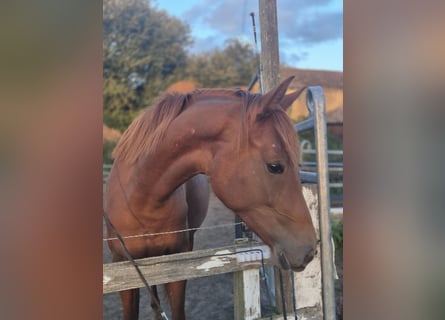 Caballo de deporte alemán, Yegua, 2 años, 160 cm, Alazán