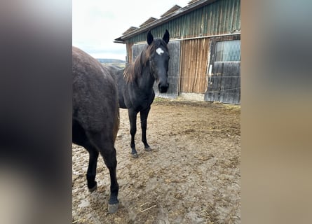 Caballo de deporte alemán, Yegua, 2 años, 164 cm, Negro