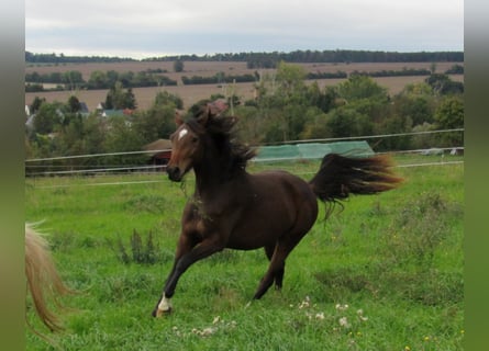Caballo de deporte alemán, Yegua, 2 años, 168 cm, Castaño