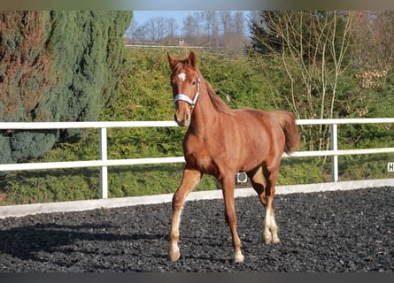 Caballo de deporte alemán, Yegua, 2 años, 172 cm, Alazán-tostado