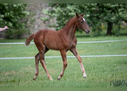 Caballo de deporte alemán, Yegua, 2 años, 175 cm, Alazán